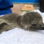 サンシャイン水族館でケープペンギンの赤ちゃんが誕生!!