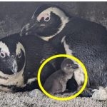 サンシャイン水族館で愛くるしいケープペンギンの赤ちゃん一般公開